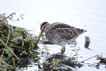 Common snipe, Gallinago gallinago