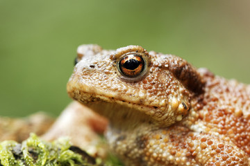 Common toad, Bufo bufo
