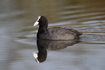 Coot, Fulica atra
