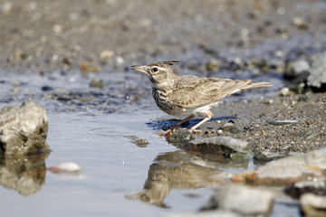 Crested lark, Galerida cristata