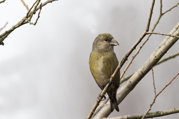 Crossbill, Loxia curvirostra
