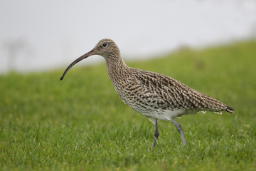 Curlew, Numenius arquata