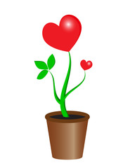 Plant heart in the pot
