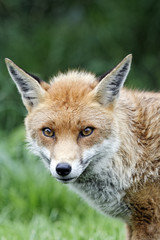 Red fox, Vulpes vulpes