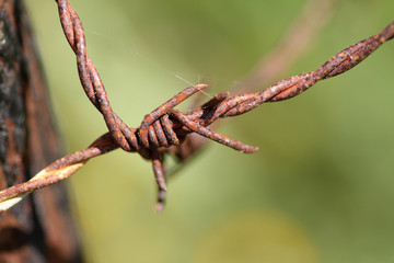 rusty barbed wire