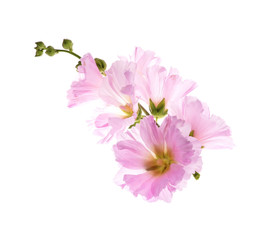 Naklejka premium Beautiful decorating hollyhock flowers /Althaea officinalis/