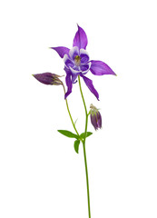Fototapeta na wymiar purple columbine