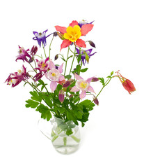 columbines of different colors