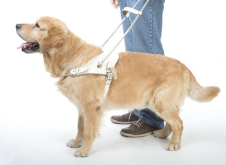 Guide dog isolated on white