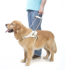 Guide dog isolated on white