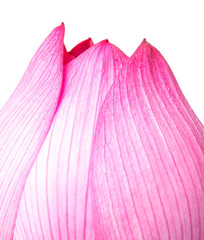 Pink lotus isolated on white background