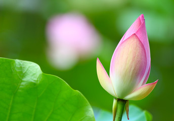 Obraz premium Lotus bud in pond