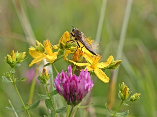Schlichte Raubfliege(Machimus rusticus) auf Johanniskraut