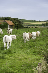 Cows in a field