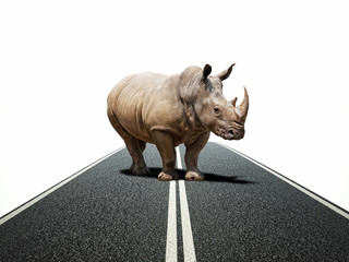 rhino way © tiero