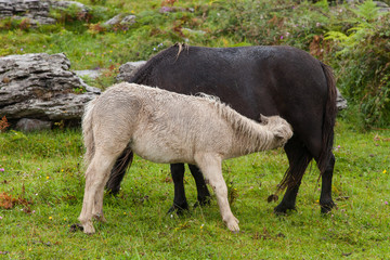 Ponys auf einer Wiese in Irland