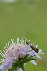 Langhornmotte (Nemophora metallica) an Witwenblume