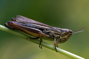 grasshopper chorthippus brunneus in a
