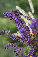 Beautiful wild flowers