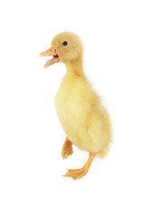 duck