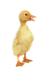duck