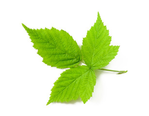 Tender green Raspberry leaves isolated on white background