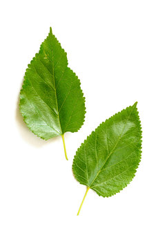Two green Mulberry tree leaves isolated on white background