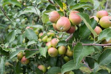 apples on a branch