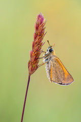 .a skipper.