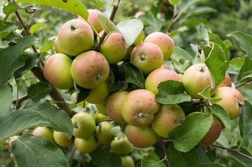 apples on a branch