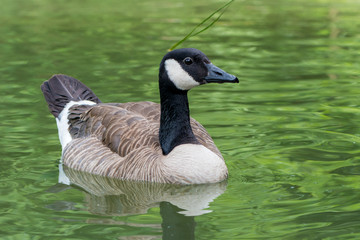 Canada goose