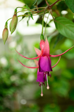 Flower Fuchsia