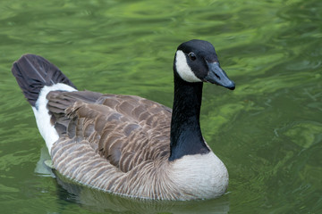 Canada goose