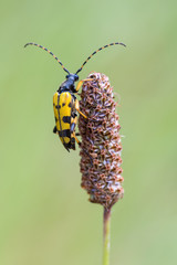 Gefleckter Bockkäfer