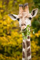 Abwaschbare Fototapete Giraffe Giraffen füttern Zweige