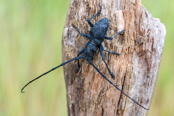 Morimus asper