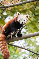 little red panda bear on a tree