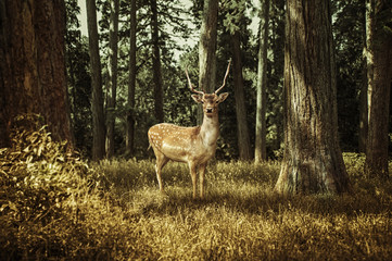 Deer - obrazy, fototapety, plakaty
