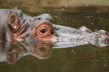 hippo in the lake