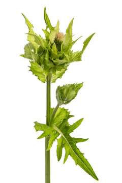 Kohldistel Kratzdistel (cirsium oleraceum)
