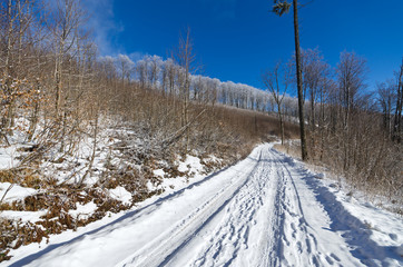 Obraz premium Country road in forest