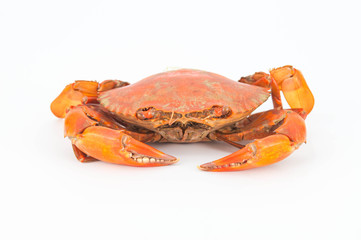 Steamed crabs for cooking.