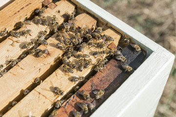Open beehive with bees