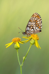 Melitaea sp.