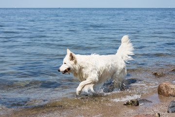 White swiss shepherd retrieving a branch out of the water