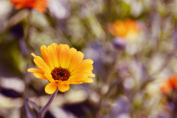 Summer blossoming of calendula (marigold) flowers