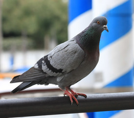 Pigeon