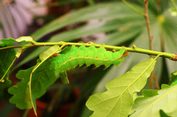 Green caterpillar