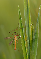 Tipula vernalis on grass with dew