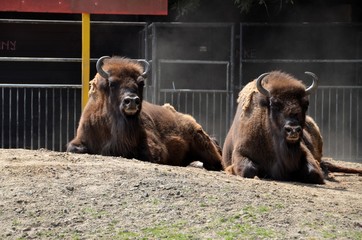 The bison or the American buffalo © paulkarin